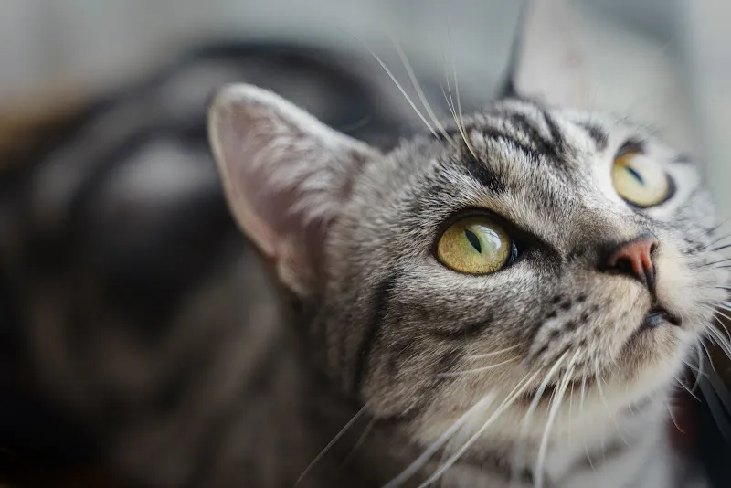 Gamavet — Tierarzt in Le Locle, Neuenburg. Bewertung 4.9/5.