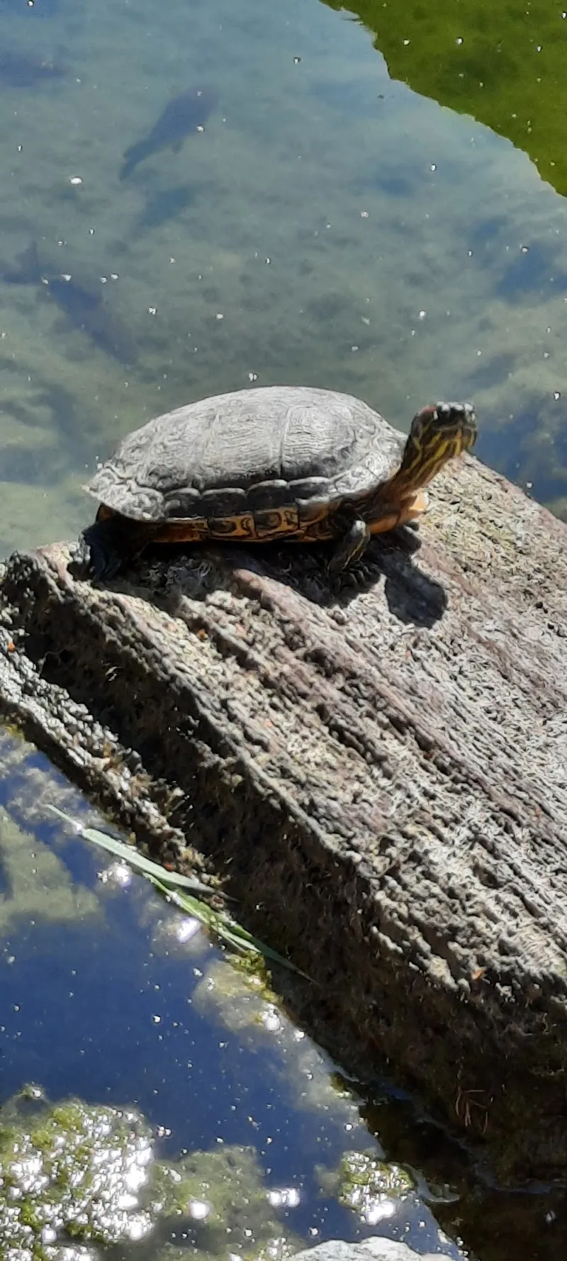 Tierpension Rotholz — Katzenpension in Seedorf, Bern. Bewertung 4.7/5.