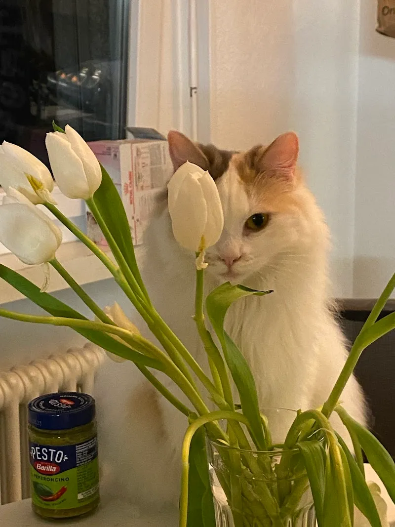 Les Vétos Sàrl, cabinet vétérinaire — Tierarzt, Neuchâtel, Neuenburg. Foto 2