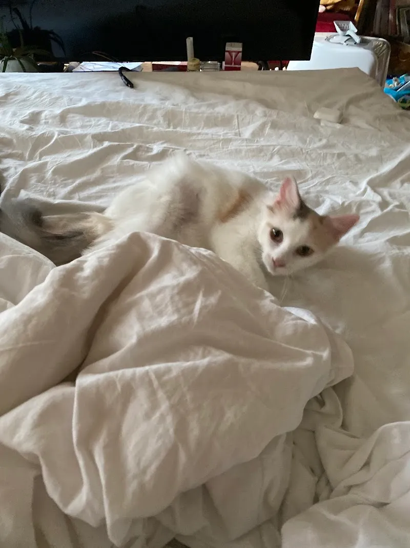 Les Vétos Sàrl, cabinet vétérinaire — Tierarzt, Neuchâtel, Neuenburg. Foto 3