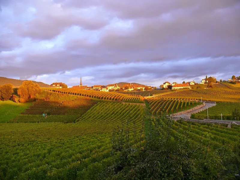 Matile vétérinaire — Tierarzt in Cortaillod, Neuenburg. Bewertung 4.6/5.