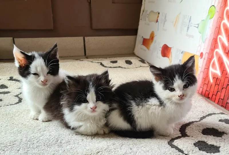 Mr. Azelie Alexandre — Tierarzt in La Chaux-de-Fonds, Neuenburg. Bewertung 4.7/5.