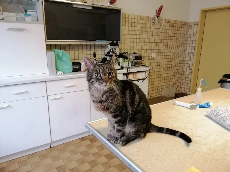 Mr. Azelie Alexandre — Vétérinaire, La Chaux-de-Fonds, Neuchâtel. Foto 3