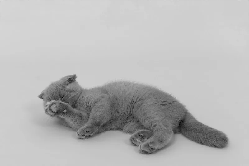 Porret Marc-Vincent — Tierarzt in La Chaux-de-Fonds, Neuenburg. Bewertung 4.5/5.