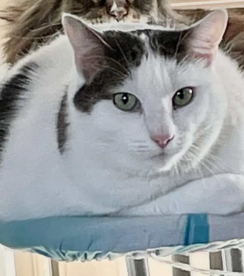 Porret Marc-Vincent — Vétérinaire, La Chaux-de-Fonds, Neuchâtel. Foto 2