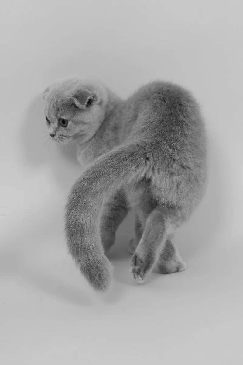 Porret Marc-Vincent — Vétérinaire, La Chaux-de-Fonds, Neuchâtel. Foto 3