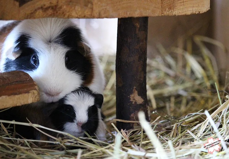 Tierpension zur kleinen Pfote — Katzenpension in Höchstetten, Bern. Bewertung 5.0/5.