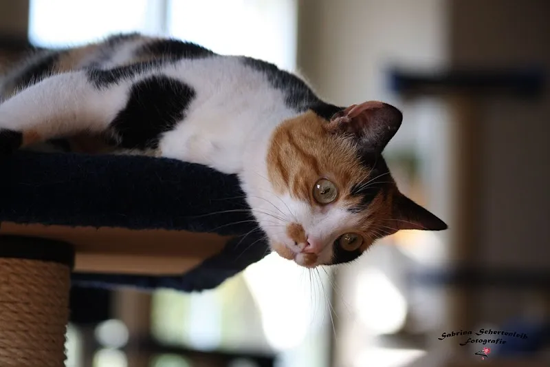 Tierpension zur kleinen Pfote — Pension pour chats, Höchstetten, Berne. Foto 2