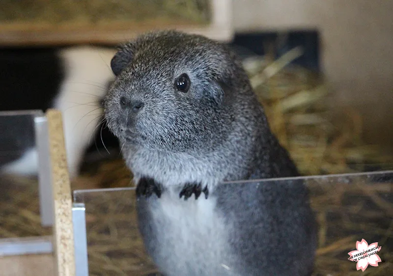 Tierpension zur kleinen Pfote — Pension pour chats, Höchstetten, Berne. Foto 3
