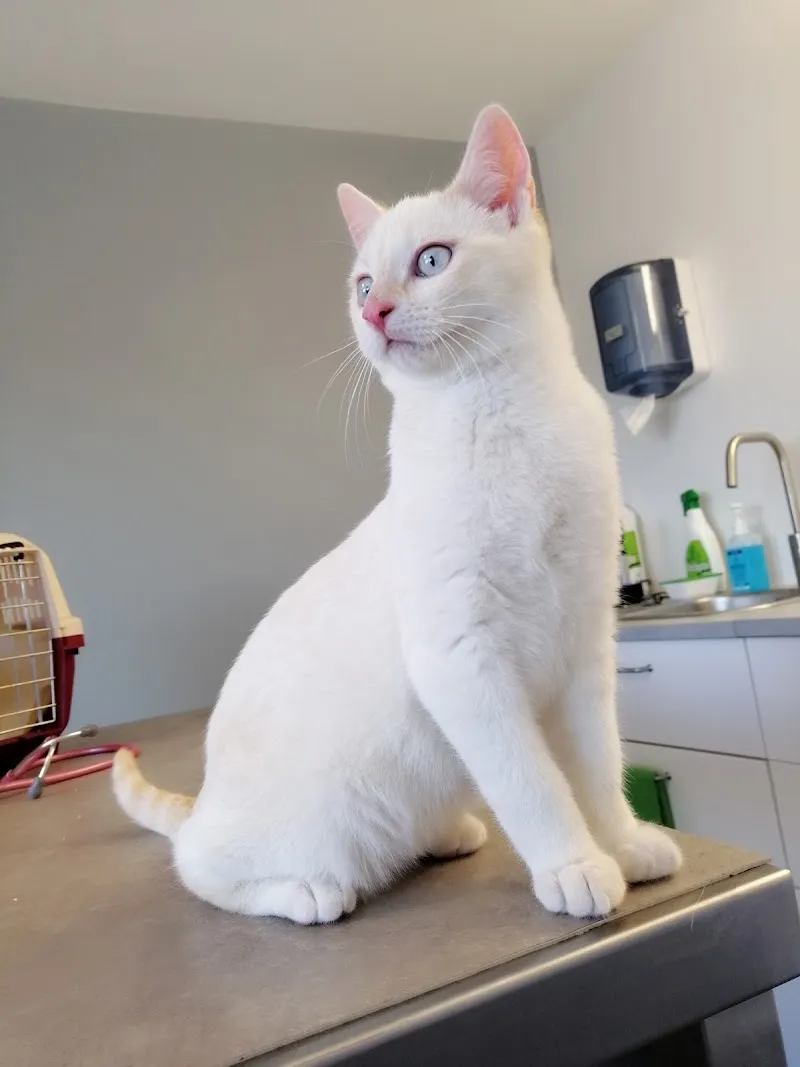 Vetmint La Chaux De Fonds Cabinet Vétérinaire — Tierarzt in La Chaux-de-Fonds, Neuenburg. Bewertung 4.4/5.