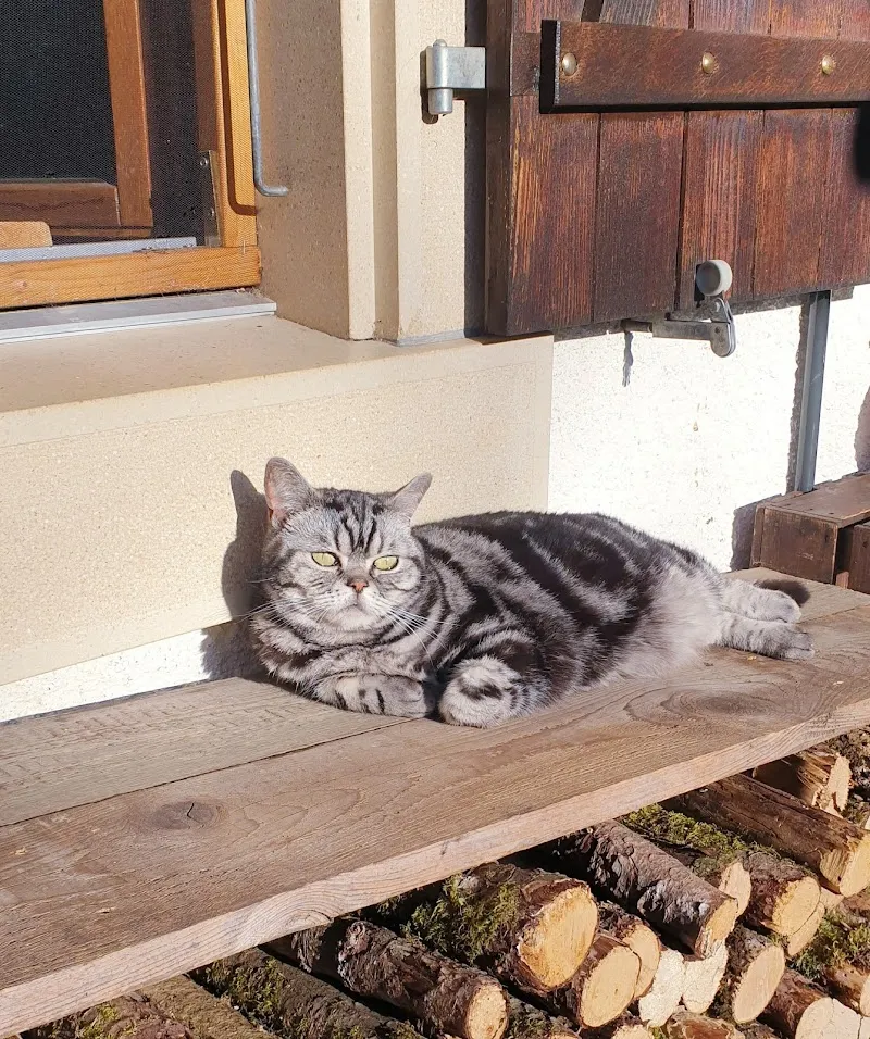 Vetmint La Chaux De Fonds Cabinet Vétérinaire — Tierarzt, La Chaux-de-Fonds, Neuenburg. Foto 2