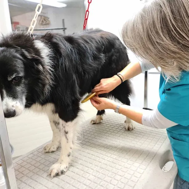 Anisano Mobile Tierarztpraxis — Tierarzt, Brienz, Bern. Foto 2