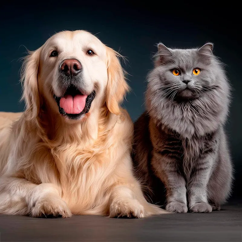 Tiersitting-Service Bern — Katzenpension in Bern, Bern. Bewertung 5.0/5.