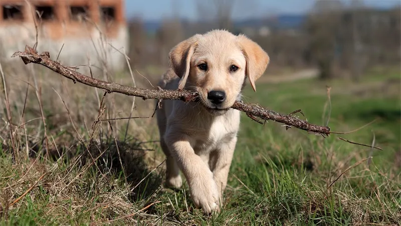 Tiersitting-Service Bern — Pensione per gatti, Bern, Berna. Foto 2