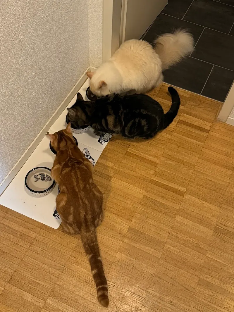 Tiersitting-Service Bern — Pensione per gatti, Bern, Berna. Foto 3