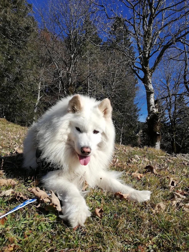 Tierarztpraxis Bruno Lötscher - 24/7 Notfalldienst — Vétérinaire, Brienz, Berne. Foto 3