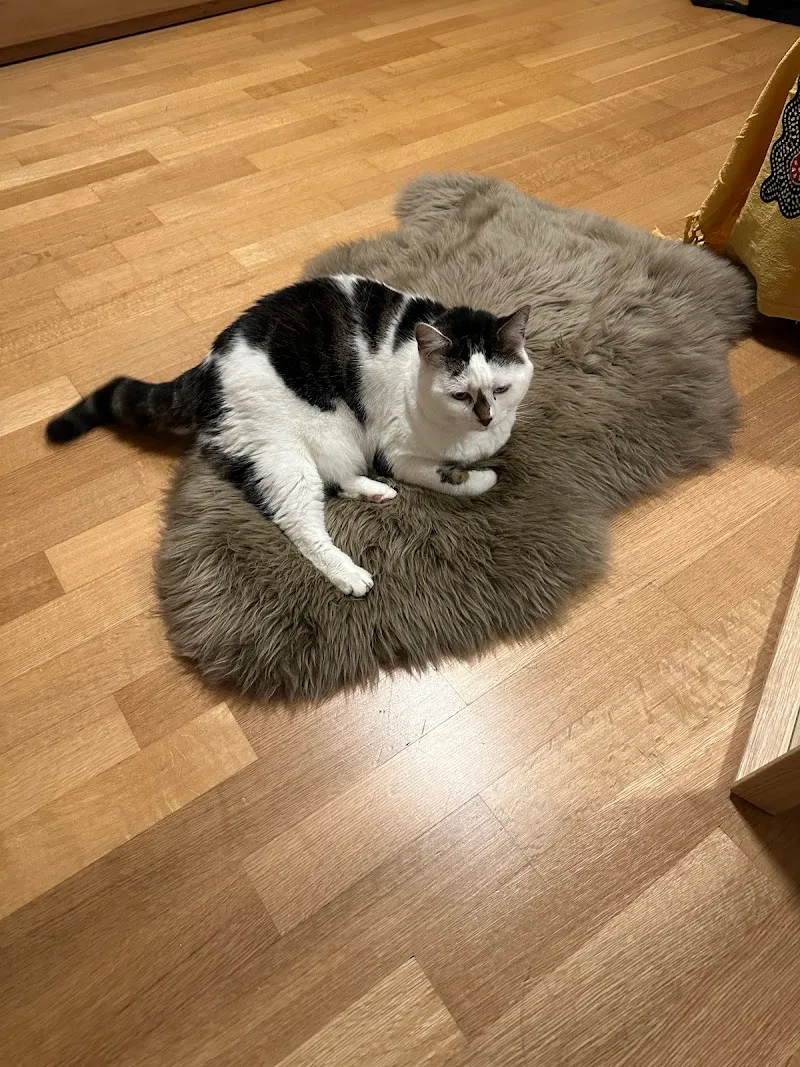 Tierarztpraxis Foribach, Dr.med.vet. B.Dubacher — Tierarzt, Sarnen, Obwalden. Foto 3