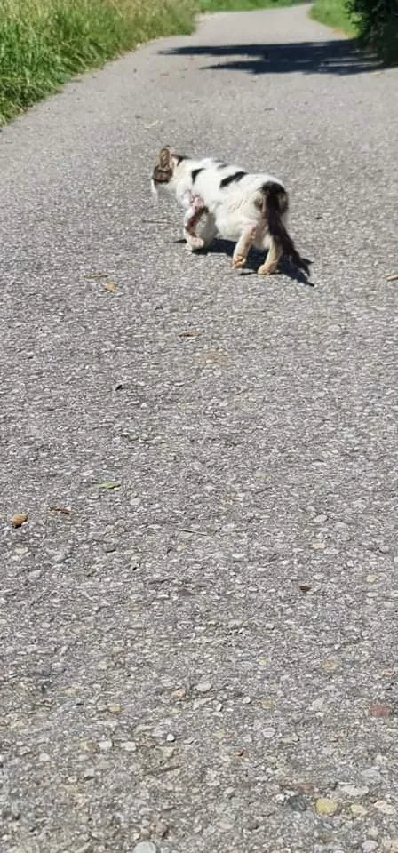 ANIMAL RESCUE Tier-Ambulanz Schweiz (retten-bergen-sichern) — Tierdienste in Schaffhausen, Schaffhausen. Bewertung 4.7/5.