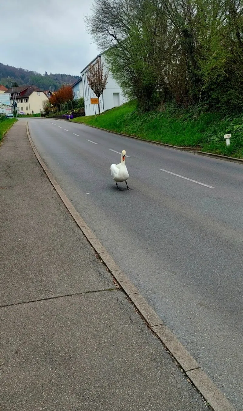 ANIMAL RESCUE Tier-Ambulanz Schweiz (retten-bergen-sichern) — Service animalier, Schaffhausen, Schaffhouse. Foto 2