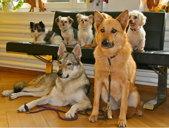 Kleintierpraxis Rhenus — Vétérinaire, Stein am Rhein, Schaffhouse. Foto 3