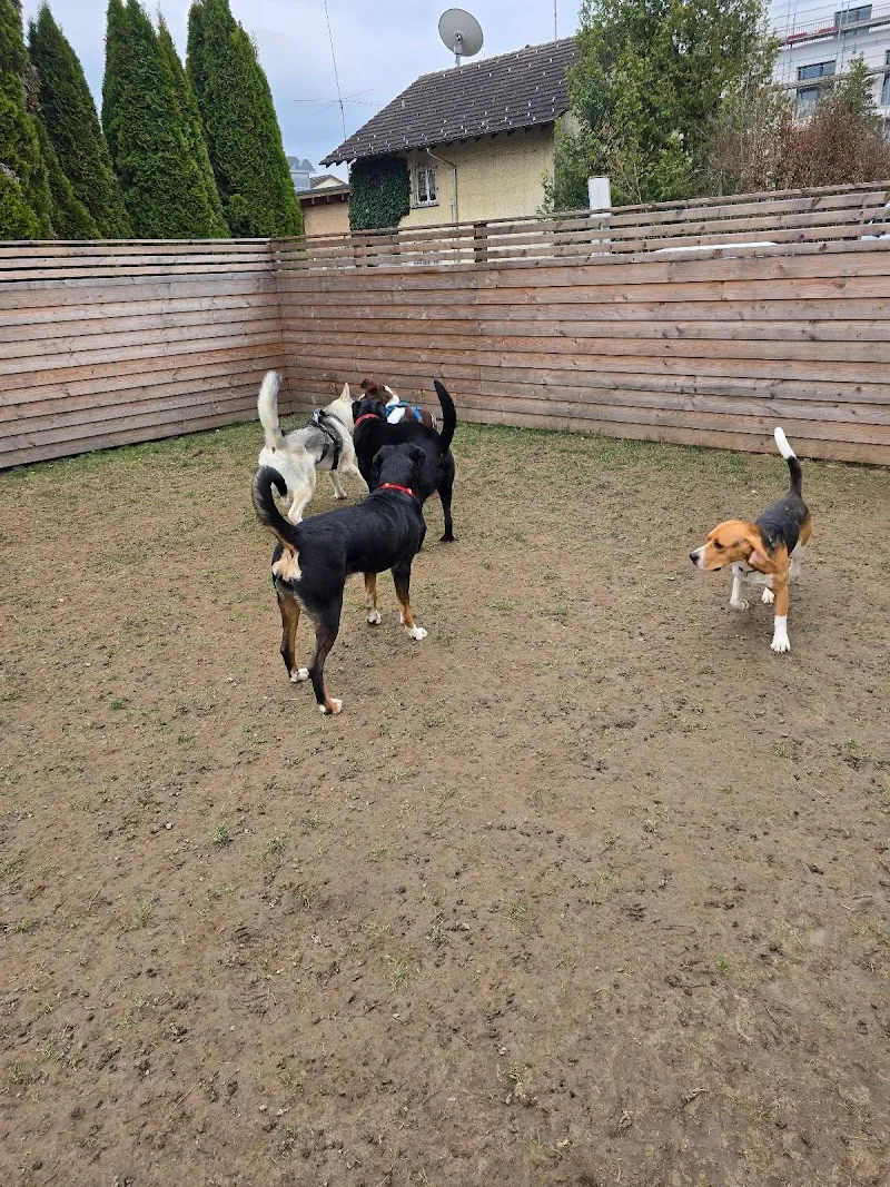 Treue Herzen - Tierbetreuung mit Herz — Katzenpension in Mägenwil, Aargau. Bewertung 5.0/5.