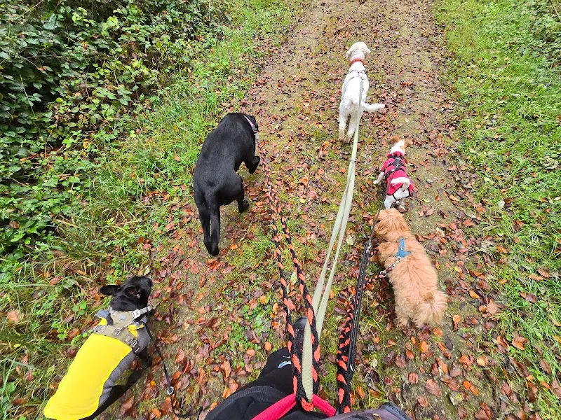 Treue Herzen - Tierbetreuung mit Herz — Katzenpension, Mägenwil, Aargau. Foto 2