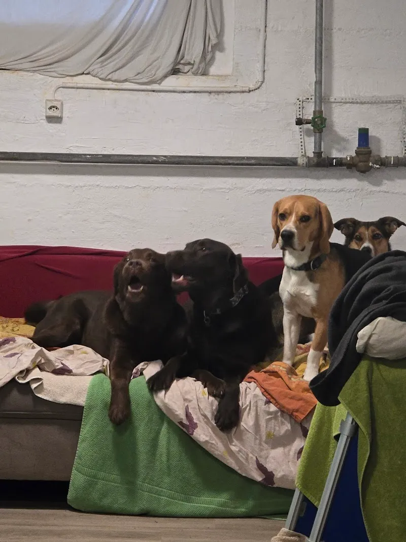 Treue Herzen - Tierbetreuung mit Herz — Katzenpension, Mägenwil, Aargau. Foto 3