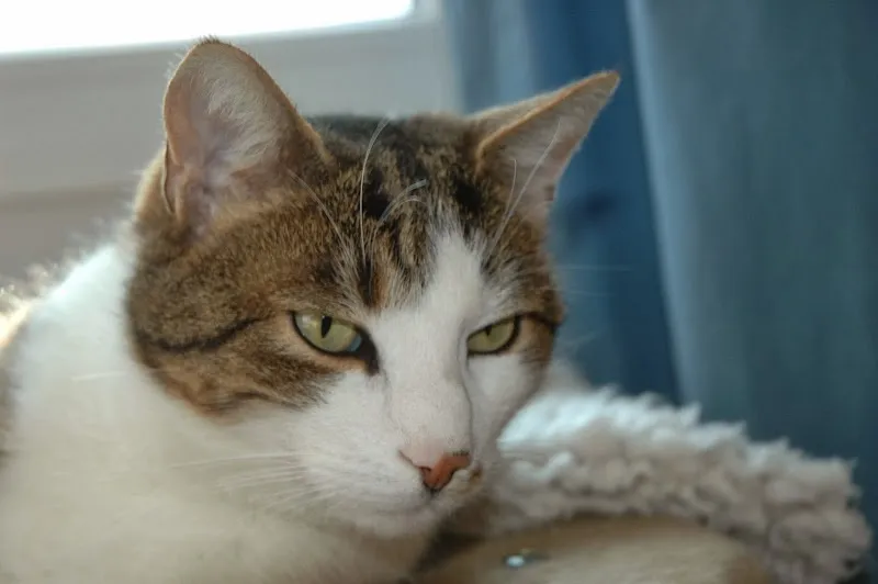 Tierarztpraxis GST Zur Linde — Vétérinaire, Oberstammheim, Zurich. Foto 2