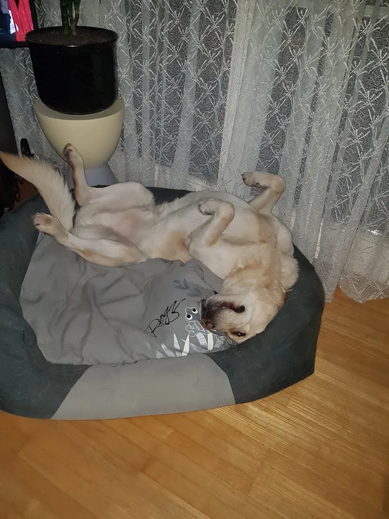 Tierarztpraxis Wyland — Tierarzt in Kleinandelfingen, Zürich. Bewertung 4.6/5.