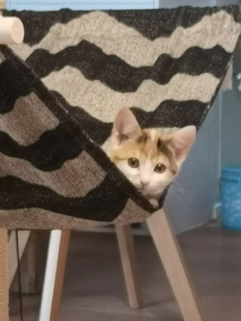 Tierarztpraxis Wyland — Veterinarian, Kleinandelfingen, Zurich. Foto 2