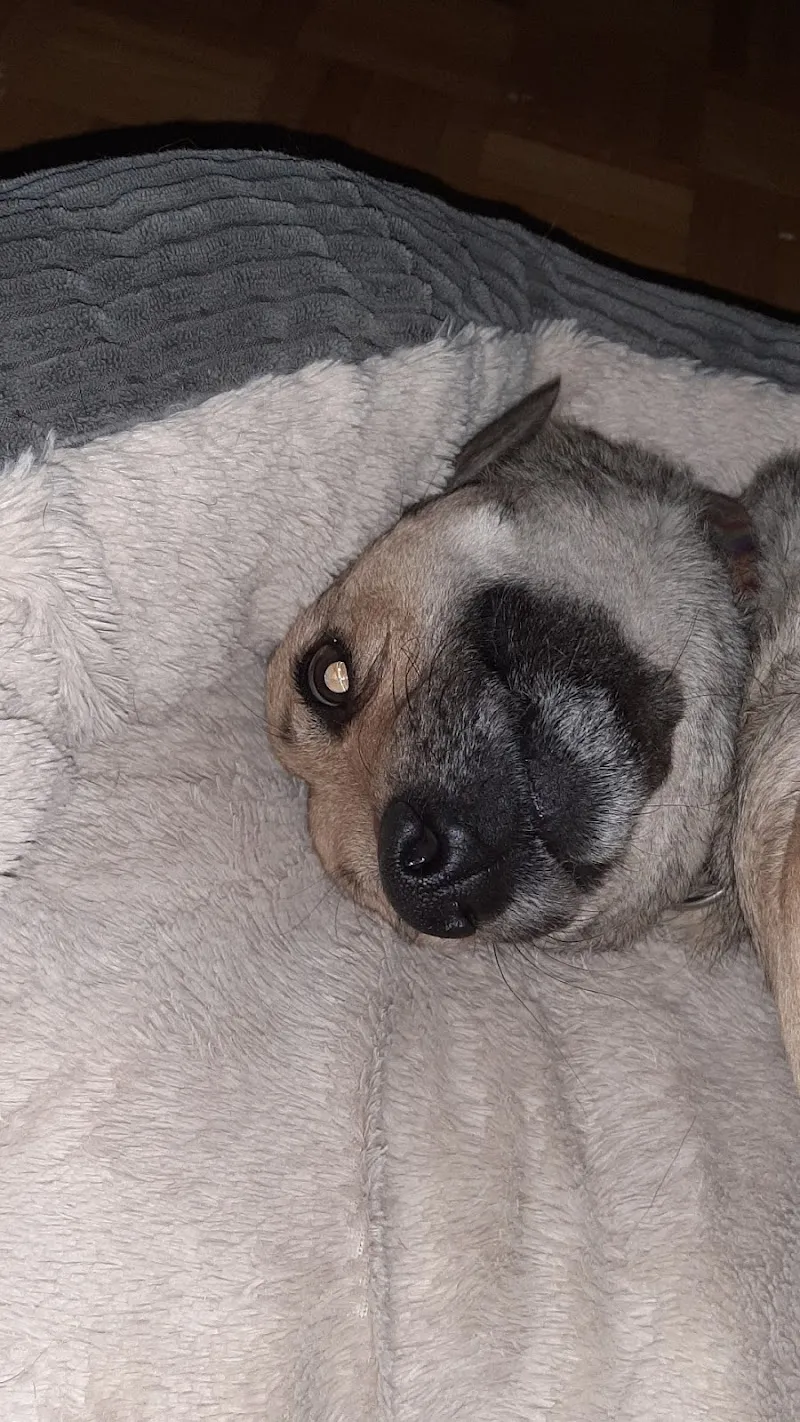 Tierarztpraxis Wyland — Veterinarian, Kleinandelfingen, Zurich. Foto 3