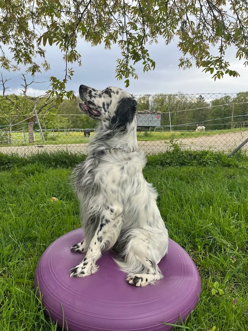 Tierheilpraxis für alternative Tiermedizin - Nadia Knöpfel — Tierarzt in Beringen, Schaffhausen. Bewertung 5.0/5.