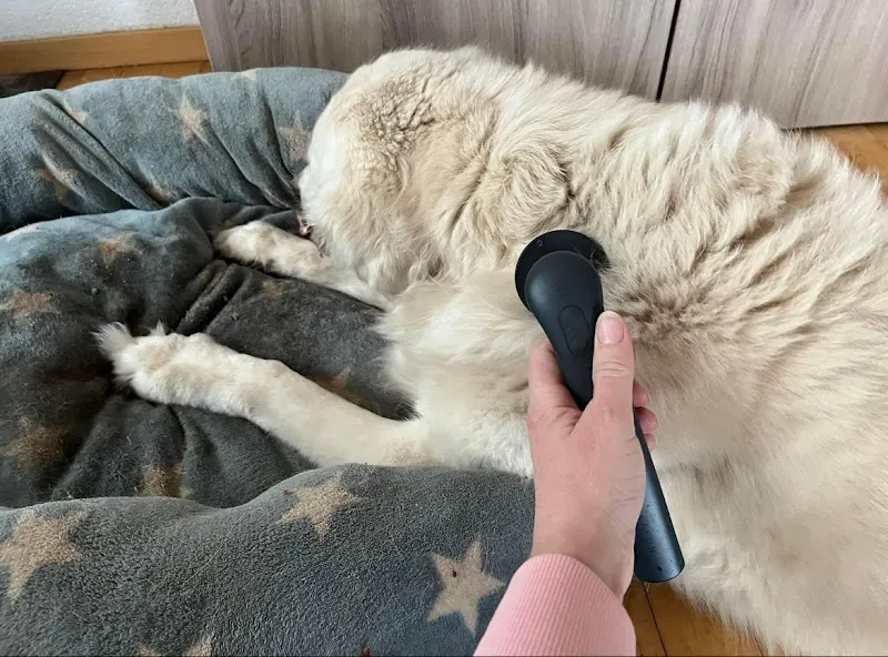 Tierheilpraxis für alternative Tiermedizin - Nadia Knöpfel — Tierarzt, Beringen, Schaffhausen. Foto 2