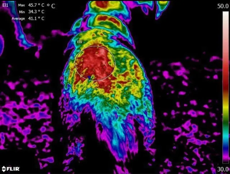 Tierheilpraxis für alternative Tiermedizin - Nadia Knöpfel — Tierarzt, Beringen, Schaffhausen. Foto 3