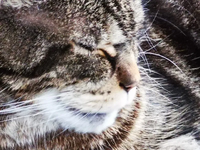 Tierpraxis Hohlenbaum - Schaffhausen — Tierarzt in Schaffhausen, Schaffhausen. Bewertung 4.8/5.