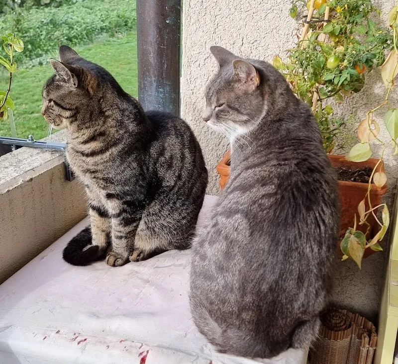 VetTrust Zentrum für Tiermedizin Klettgau — Vétérinaire, Neunkirch, Schaffhouse. Foto 3