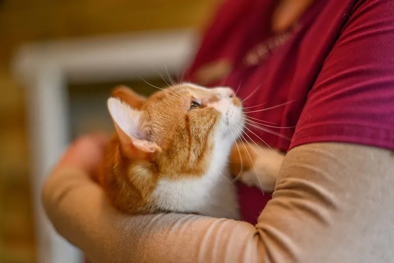 VetTrust Katzenhotel Oensingen — Katzenpension, Oensingen, Solothurn. Foto 2