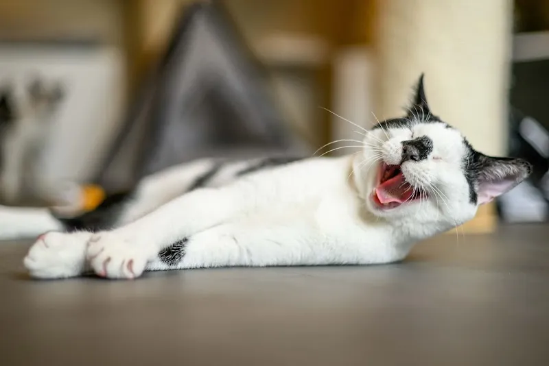 VetTrust Katzenhotel Oensingen — Katzenpension, Oensingen, Solothurn. Foto 3