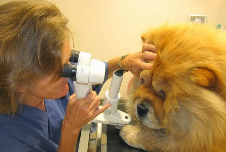 Dr. med. vet. M. Richter, Dipl ECVO, Fachtierarzt Augenheilkunde — Tierarzt in Feusisberg, Schwyz. Bewertung 3.7/5.