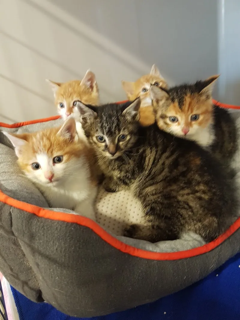 Kleintierpraxis Staub — Veterinarian, Einsiedeln, Schwyz. Foto 2