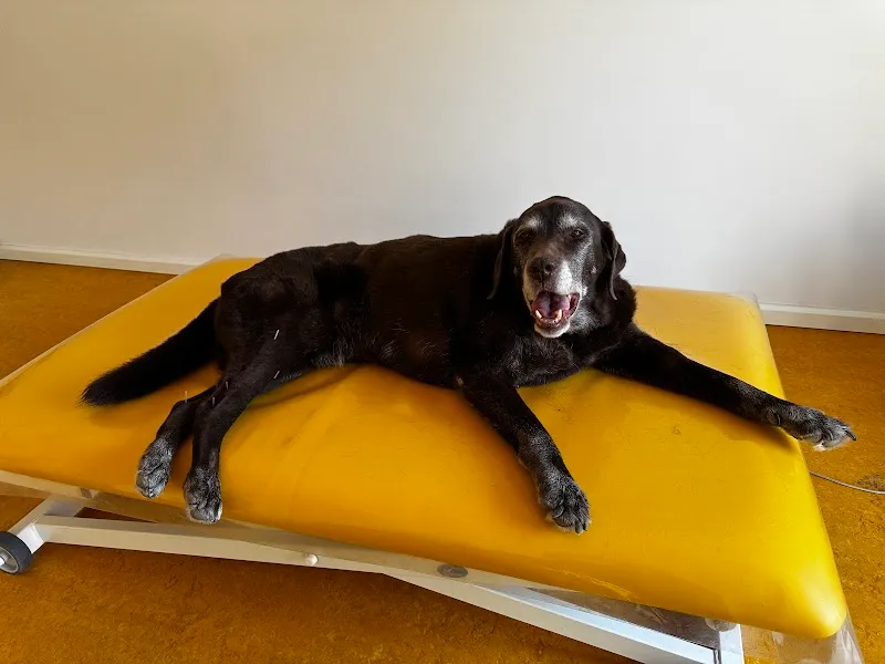 Kleintierpraxis für ganzheitliche Tiermedizin Dr. Katharina Kellner — Tierarzt, Küssnacht, Schwyz. Foto 3