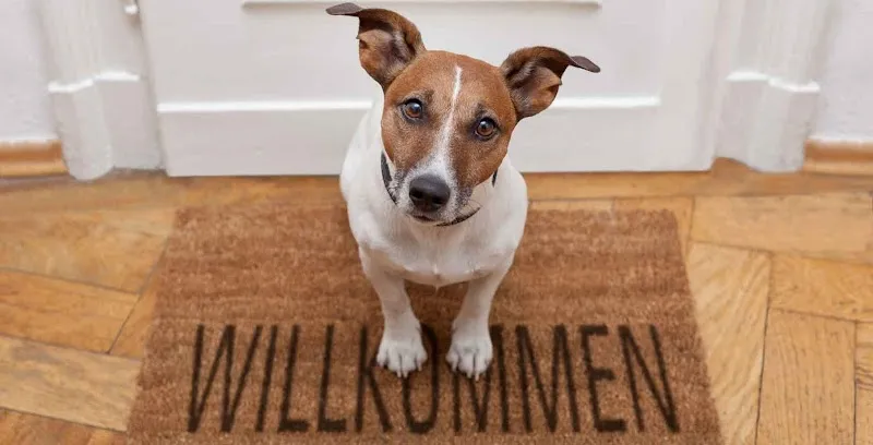 Kleintierpraxis myVets GmbH — Tierarzt in Cham, Zug. Bewertung 4.8/5.