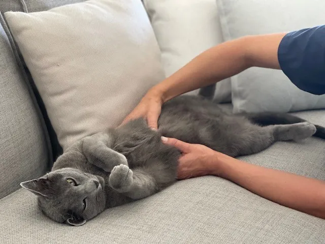 Osteopathie für Tiere Felicitas Fehlmann — Tierdienst, Einsiedeln, Schwyz. Foto 3