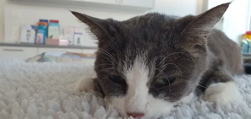 Tierarzt Siebnen AG — Tierarzt in Siebnen, Schwyz. Bewertung 4.8/5.