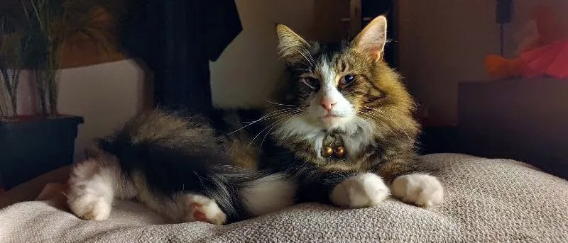 Tierarzt Siebnen AG — Vétérinaire, Siebnen, Schwyz. Foto 2