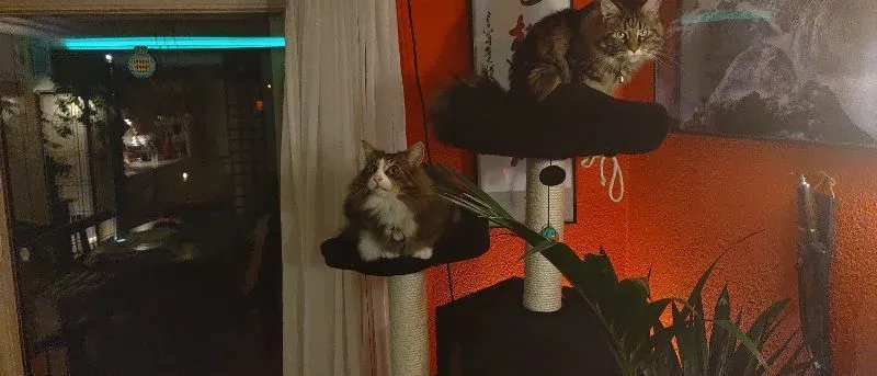 Tierarzt Siebnen AG — Vétérinaire, Siebnen, Schwyz. Foto 3