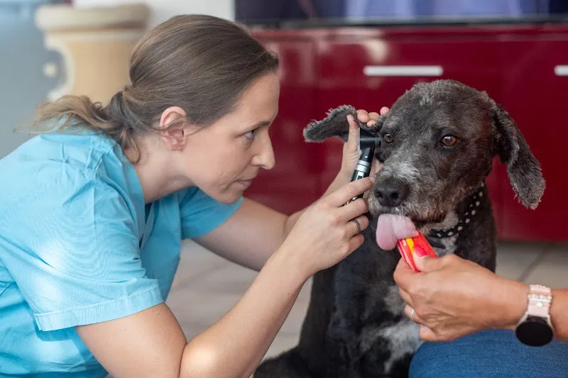 Tierarztmobil Dr. med. vet. Nina Rösinger - Hausbesuche für Katze & Hund — Tierarzt, Einsiedeln, Schwyz. Foto 2