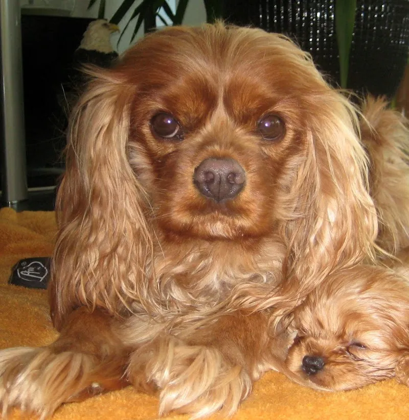 Tierarztpraxis Linth AG — Tierarzt, Tuggen, Schwyz. Foto 3