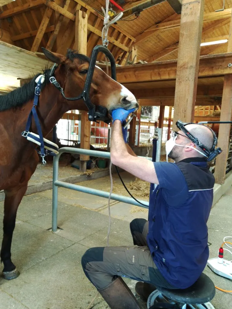 Tierarztpraxis Waldvogel — Tierarzt in Seewen, Schwyz. Bewertung 5.0/5.