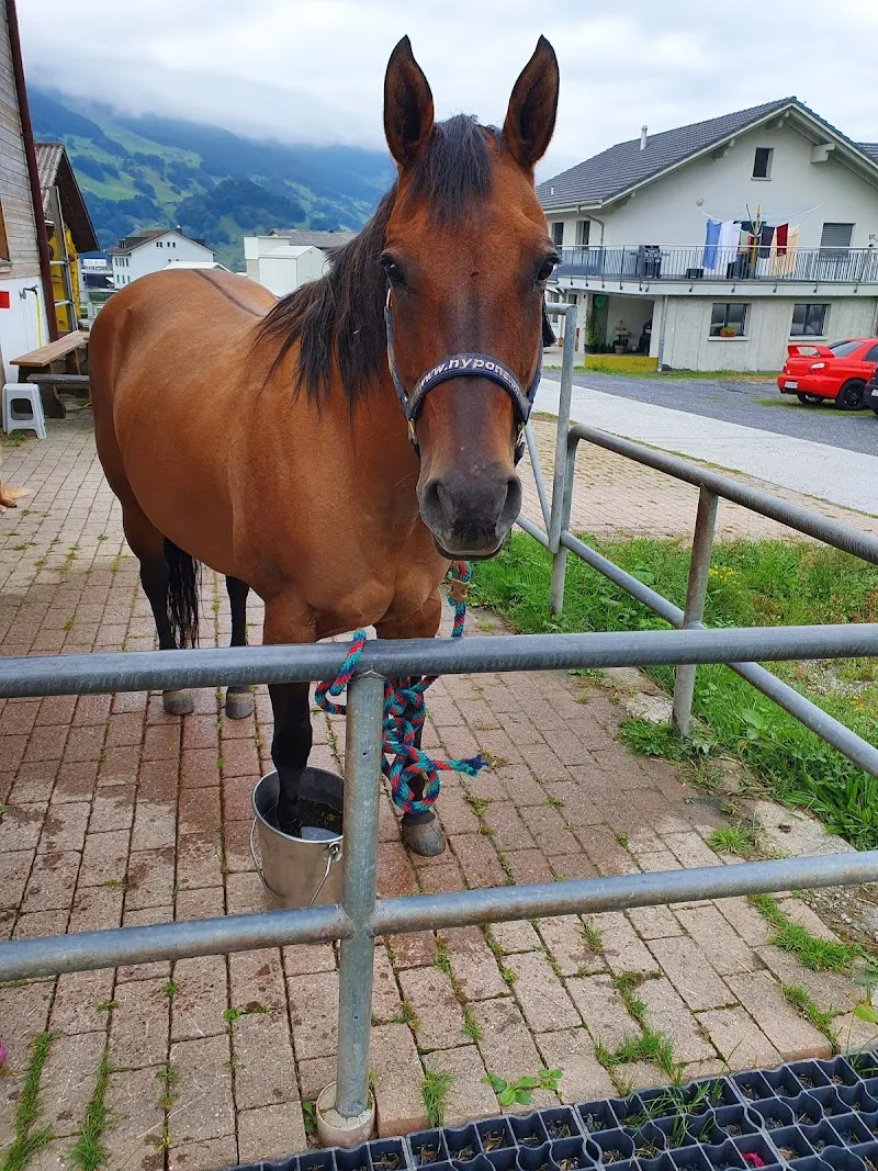 Tierarztpraxis Waldvogel — Tierarzt, Seewen, Schwyz. Foto 2